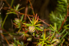Hibbertia sulcinervis