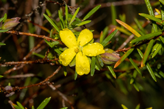 Hibbertia sulcinervis