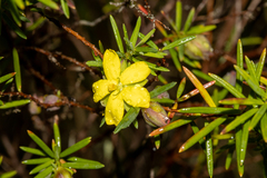 Hibbertia sulcinervis