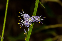 Caesia parviflora vittata