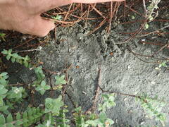 Coccinella undecimpunctata