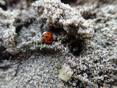 Coccinella undecimpunctata