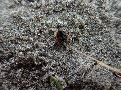 Coccinella undecimpunctata