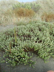 Coccinella undecimpunctata