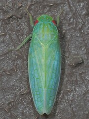 Gyponana