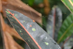 Pseudogagrella splendens
