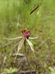 Caladenia lowanensis