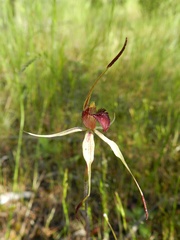 Caladenia lowanensis