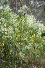 Astrotricha floccosa