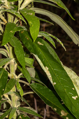 Astrotricha floccosa