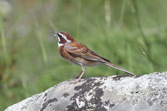 Emberiza cioides