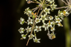 Astrotricha floccosa