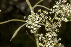 Astrotricha floccosa