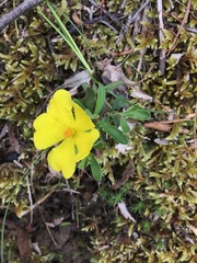 Hibbertia obtusifolia