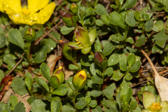 Hibbertia diffusa