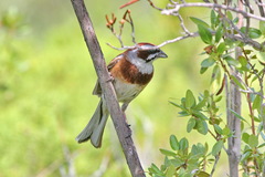 Emberiza cioides