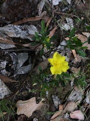 Hibbertia obtusifolia