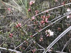 Calytrix alpestris