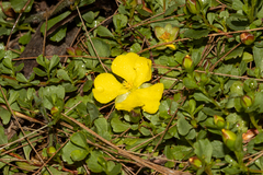 Hibbertia diffusa