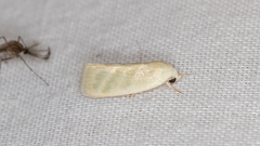 Earias paralella