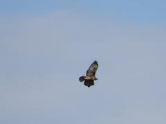 Buteo jamaicensis