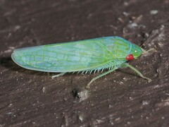 Gyponana