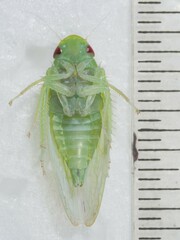 Gyponana