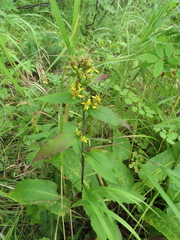 Solidago cuprea