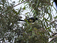 Dicrurus hottentottus