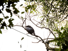 Dicrurus hottentottus