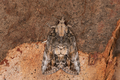 Etanna clopaea