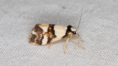 Philenora aspectalella