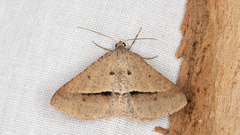 Isturgia penthearia