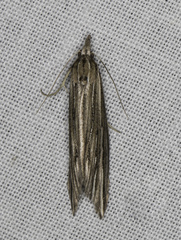 Meyrickella torquesauria