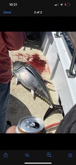 Thunnus