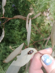 Ellipsidion australe