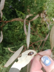 Ellipsidion australe