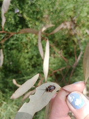 Ellipsidion australe