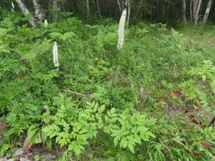 Actaea simplex