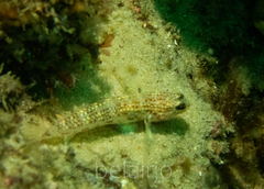 Istigobius hoesei