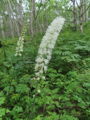 Actaea simplex