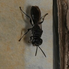 Crabroninae