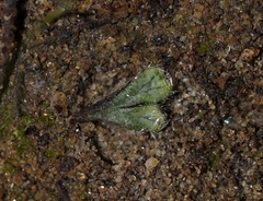 Riccia trichocarpa