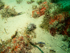 Dendronephthya australis