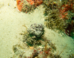 Dendronephthya australis