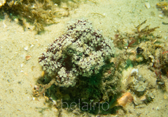 Dendronephthya australis