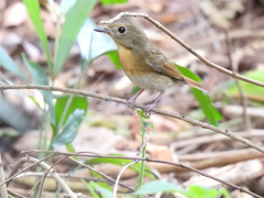 Cyornis