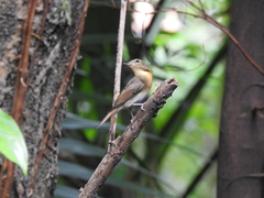 Cyornis