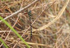 Austroaeschna cooloola