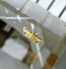 Herpetogramma cynaralis
